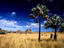 Bismarck Palm trees, grassland, Madagascar