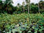 Water lillies, Pamplemousses Garden, Mauritius
