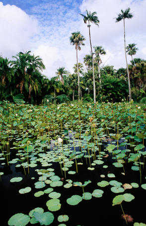 Water lillies in Pamplemousses Garden.