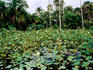 Water lillies in Pamplemousses Garden.