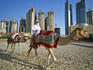Camels on beach with high-rises in background.