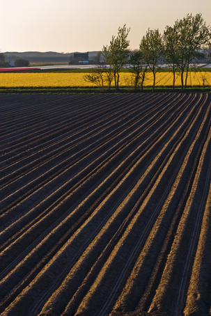 Ploughed field.