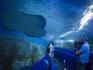 Stingray gliding above the viewing tunnel as father and young boy look on, Aquarium of Western Australia (AQWA).