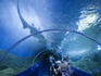 Shark gliding above the viewing tunnel as patrons look on, Aquarium of Western Australia (AQWA)