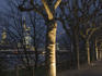Tree-lined Untermainufer and city skyline at night.