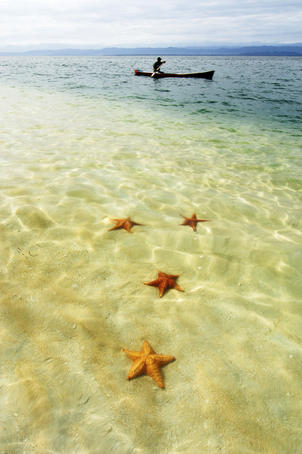 Sea stars in tropical water at Star beach.