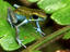 Strawberry Poison Frog, Panama