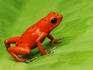 Strawberry Poison Frog (Dendrobates pumilio), Bocas del Toro Islands.