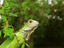 Green Iguana (Iguana iguana), Bocas del Toro Islands.