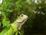 Green Iguana (Iguana iguana), Bocas del Toro Islands.