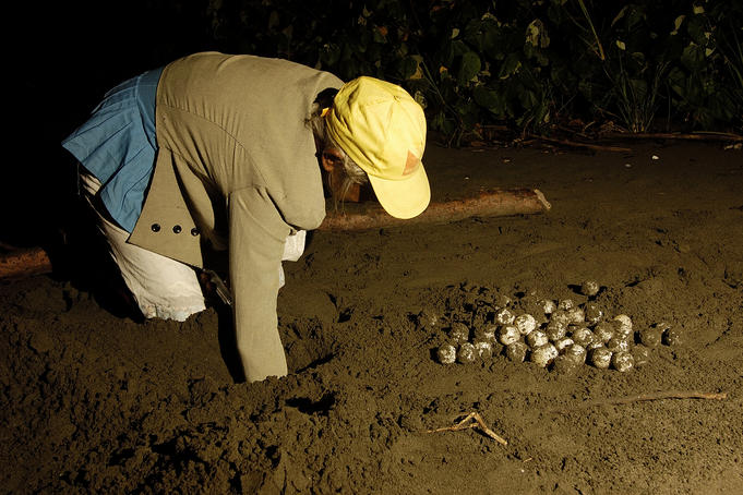 Collecting Sea Turtle eggs.