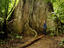 Gigantic tree, Panama