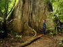 Aerial tree roots belonging to gigantic tree.