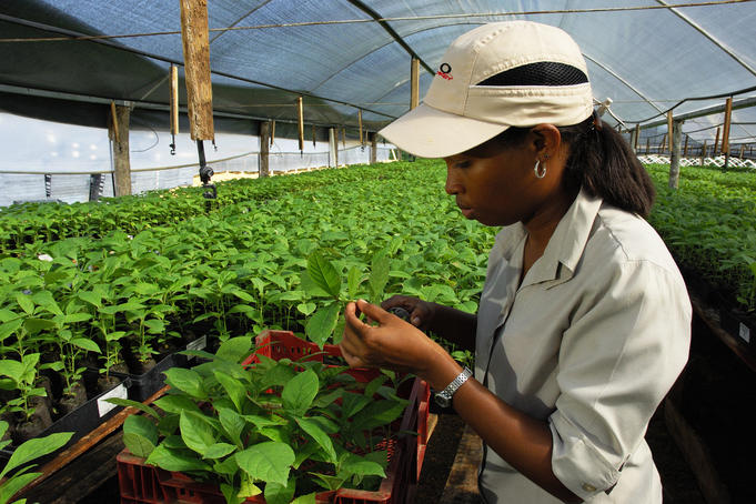 Woman working at teak tree nursery.