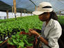 Woman working at teak tree nursery.