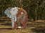 Galvanised iron elephant in garden of Carrick Hill.