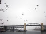 View of Burrard Bridge from Granville Market.