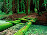 Bridge covered in moss over Little Sur River.