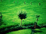 Rice paddy field.