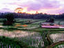 Rice paddies at sunrise with Volcano Agung in background.