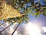 Palm trees from below.