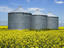 Canola field, Canada