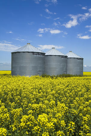 Canola field in Saint Agathe.