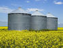Canola field in Saint Agathe.