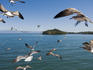 Birds flying along ferry ride between Peninsula de Nicoya and Puntarenas.