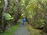 Hiker walking through rainforest.