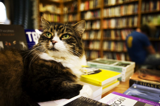 Winton the cat lies on pile of books at Gleebooks, Glebe.