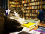 Winton the cat lies on pile of books at Gleebooks, Glebe.