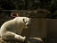 Polar bear enclosure, Johanneburg Zoo