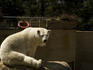 Polar bear enclosure, Johanneburg Zoo.