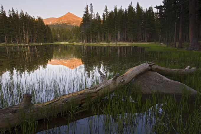 Mt Dana reflected in a small, unnamed lake.