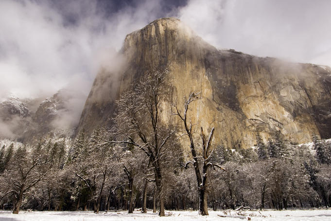 El Capitan in winter with black oaks.