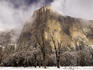 El Capitan in winter with black oaks.