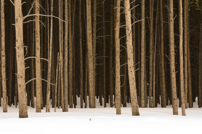Trees in winter.