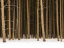 Trees in winter.