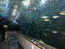 Aquarium of the Bay