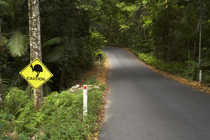 Cassowary warning sign on roadside.