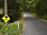 Cassowary warning sign on roadside.