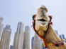 Camel on the beach in Dubai Marina, also called the 'new Dubai', with background of high-rise buildings.