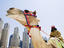 Camel and keeper, Middle East