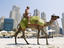 Tourist taking a camel ride on the beach in Dubai Marina.