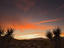 Yucca trees, Joshua Tree National Park