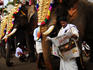 Man reading newspaper next to decorated elephant at the Thrissur Pooram festival.
