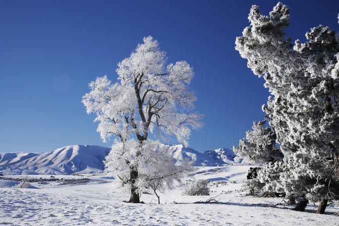 Frost-covered foliage at Idaburn in winter, Manioto.
