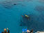 Great Barrier Reef, Cairns