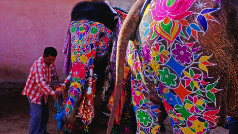 Elephant Festival, Rajasthan